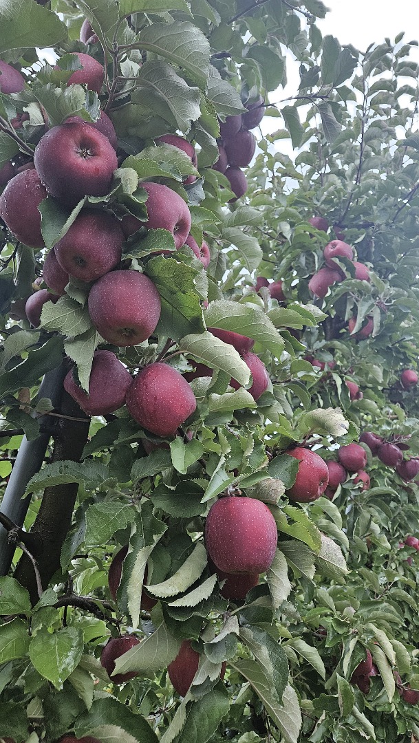 Ofrezco manzanas Red Jonaprince, tamaño 65-85, de alta calidad, con certificado GLOBALG.AP GGN: [teléfono]