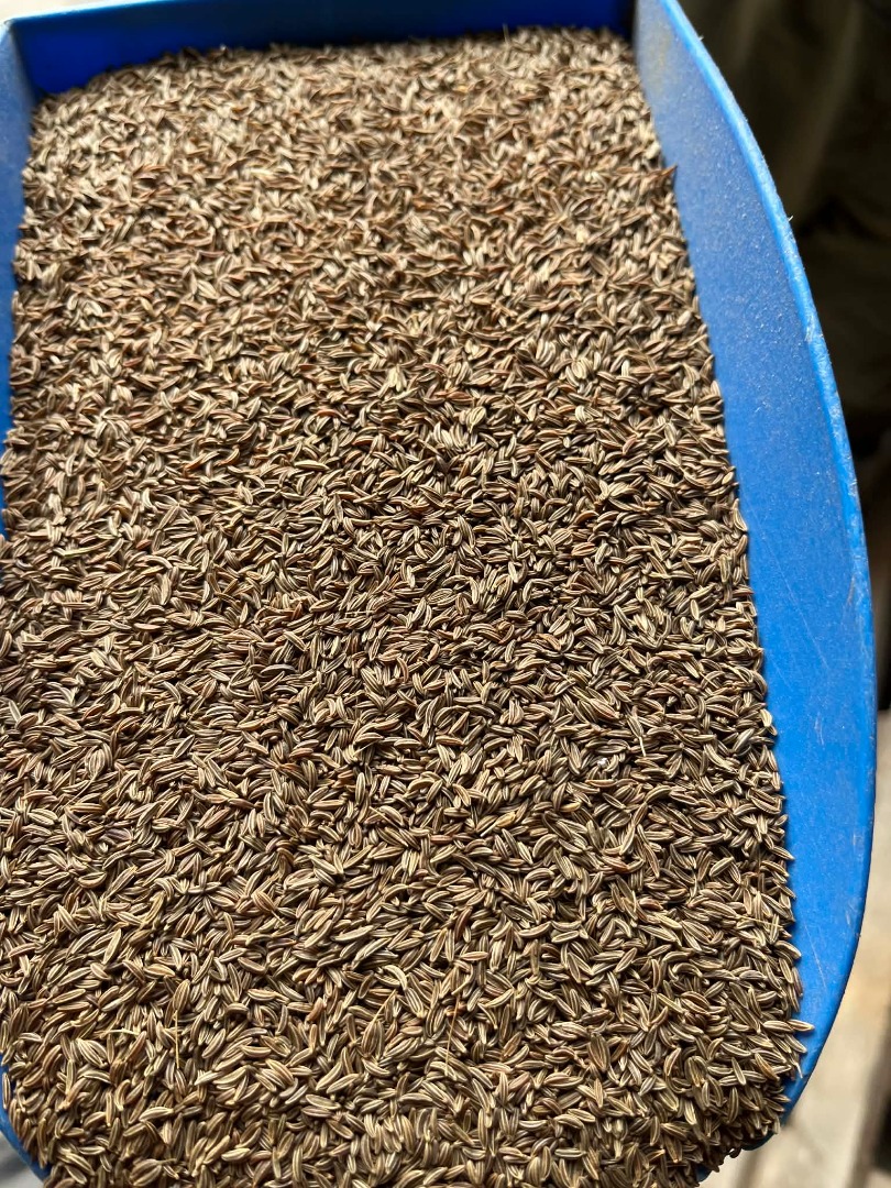 Una finca con muchos años de experiencia en el cultivo de comino busca colaborar en la venta de comino común