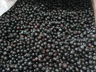 Fresas y arándanos congelados IQF Origen: Bielorrusia Ofrecemos fresas