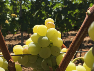 Venta de uva Tokaj húngara de alta calidad. Perfecto