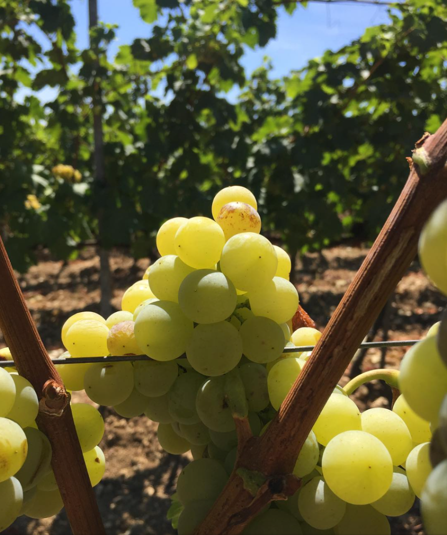 Venta de uva Tokaj húngara de alta calidad