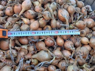 Vendo cebollas de la variedad Bila, calibre mediano, teléfono