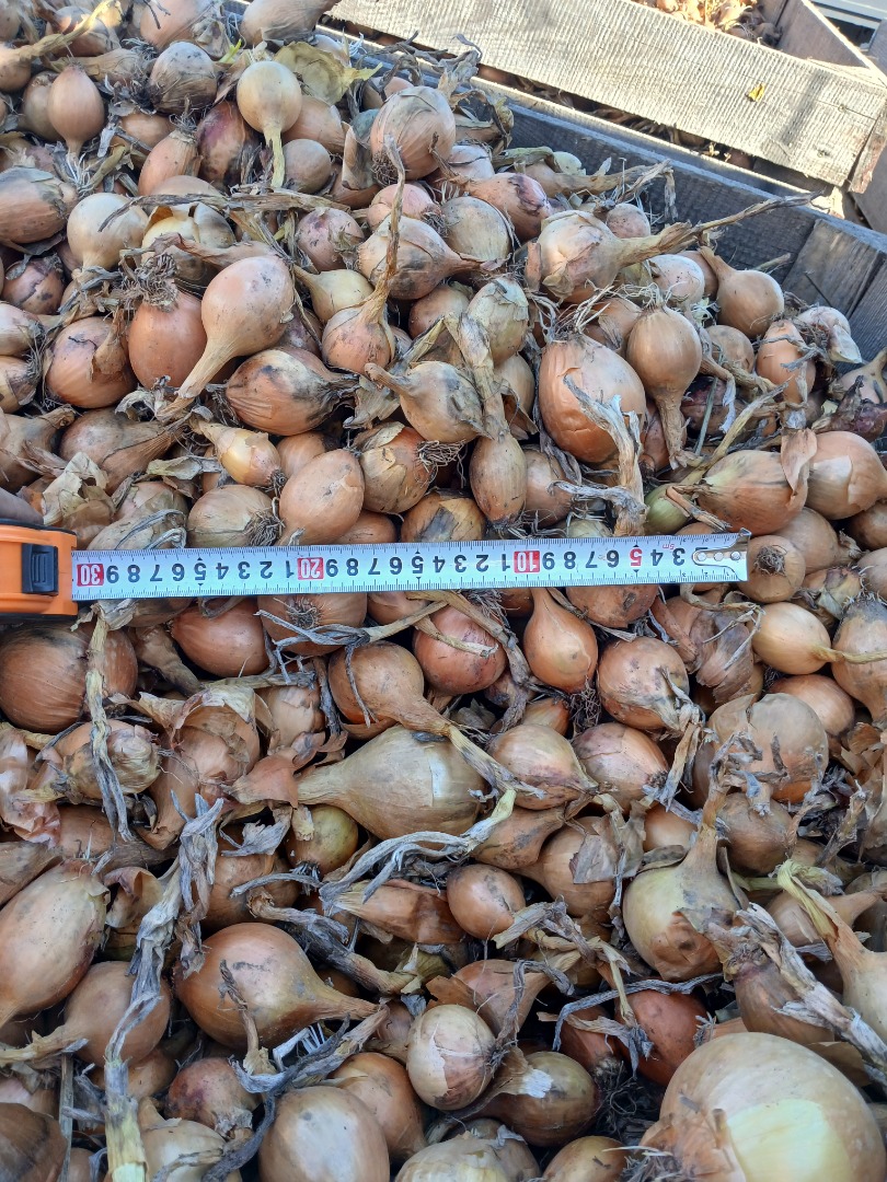 Vendo cebollas de la variedad Bila, calibre mediano, teléfono [teléfono]