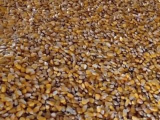 Vendo 8 toneladas de maíz. Secado naturalmente en un
