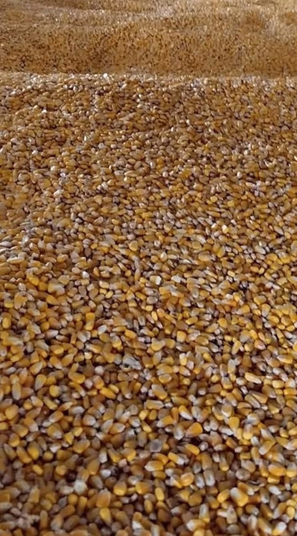 Vendo 8 toneladas de maíz