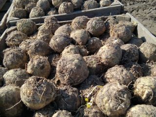 Vendo apio pulido a mano, variedad holandesa. Precio: 0,7