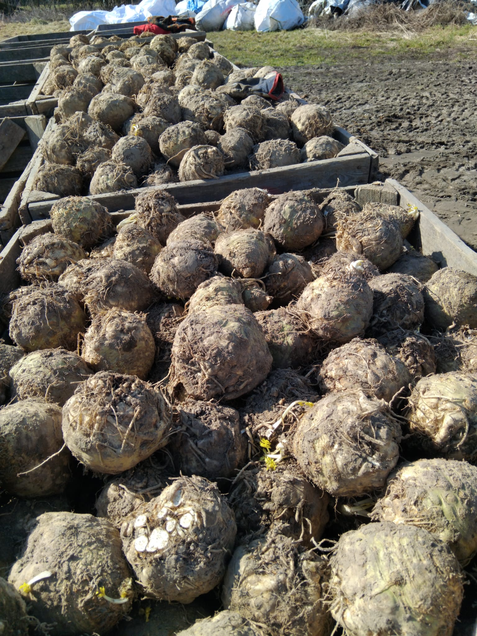 Vendo apio pulido a mano, variedad holandesa