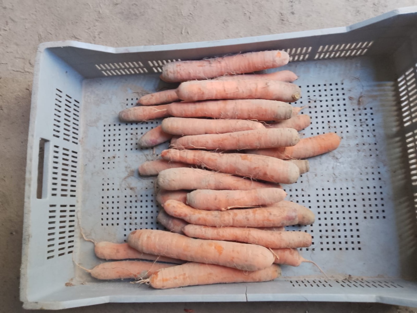 VENTA DE VERDURAS AL POR MAYOR - MAZOWIECKIE (zona de Varsovia)