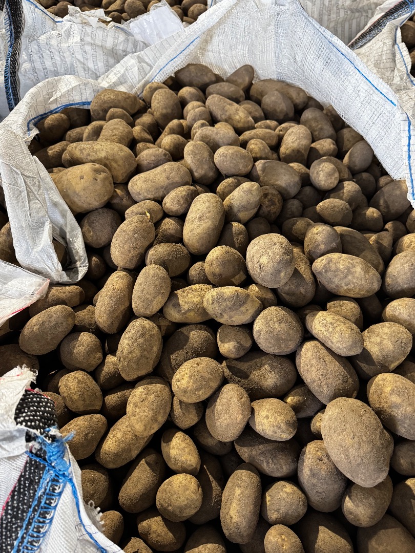 Venderé papas comestibles de las variedades Bernina y Belana, en cantidades para camiones