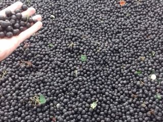 BIENVENIDO VENDERÁ ARGUES FRUTAS DE LA COLECCIÓN 2018. Número