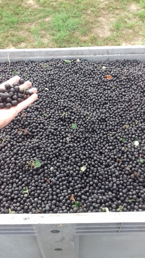 BIENVENIDO VENDERÁ ARGUES FRUTAS DE LA COLECCIÓN 2018