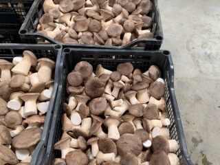 Somos AGRIFUNGHI BASILICATA, una empresa especializada en la producción