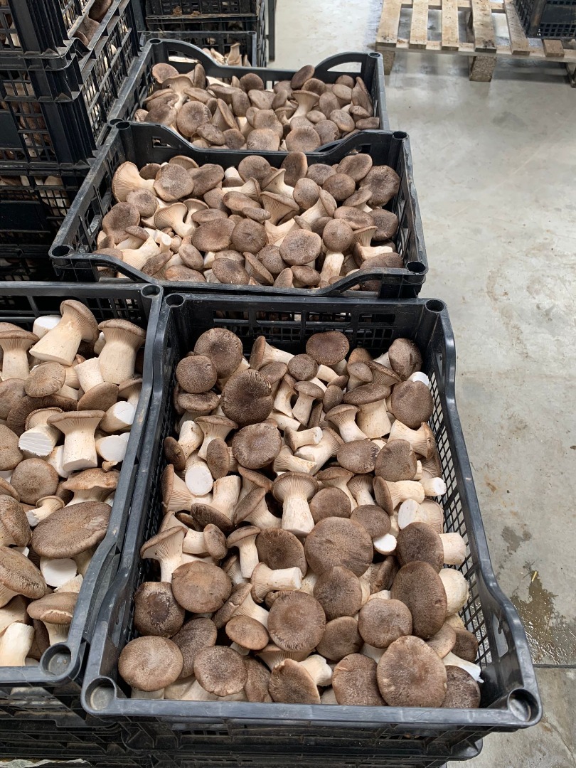Somos AGRIFUNGHI BASILICATA, una empresa especializada en la producción de setas ostra (PLEOROTUS ERYNGII)