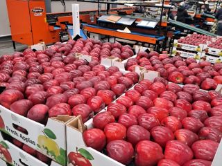 Venta de manzanas de Moldavia: alta calidad, cosecha fresca