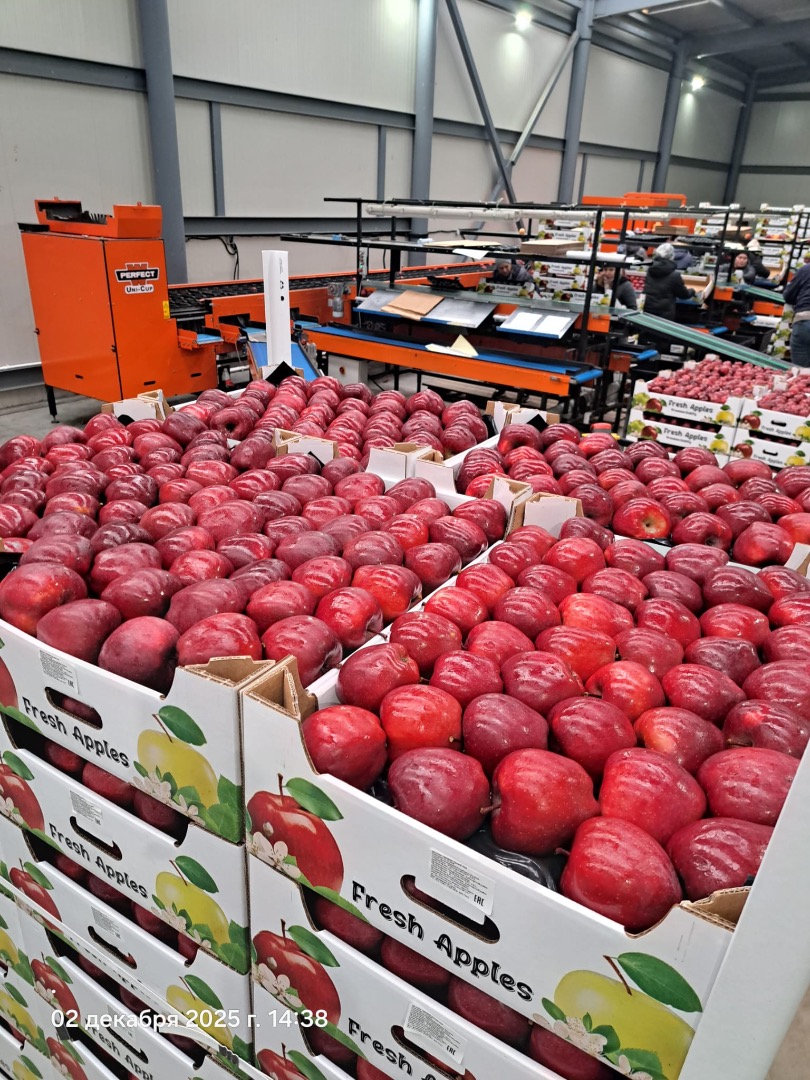 Venta de manzanas de Moldavia: alta calidad, cosecha fresca de 2025