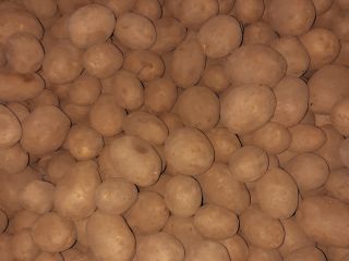 Venta de patatas de la variedad Lilly, predominantemente de