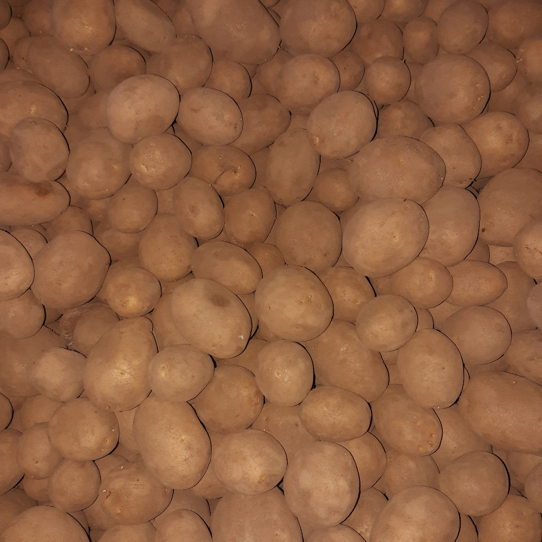 Venta de patatas de la variedad Lilly, predominantemente de textura firme a harinosa, clasificadas por tamaño (45 mm o más)