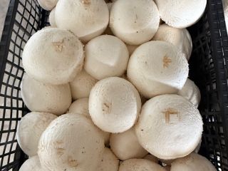 Compro champiñones en grandes cantidades, también puedo comprarlos dependiendo