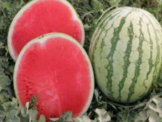 Bienvenidos. Nuestra empresa agrícola, Garant Agro, ubicada en el