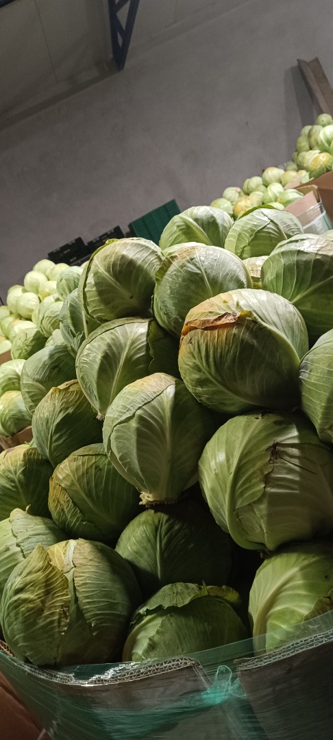 Vendo repollo blanco, variedad Zenón, de 1 a 3 calorías