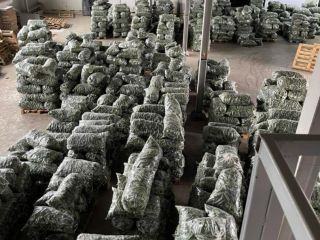 Pepinos frescos, ¡directamente del productor para exportación! Si busca