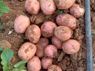 Papa Lady Rosetta | Variedad de grado de procesamiento