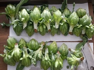 Las alcachofas baby están frescas y listas para cosechar.