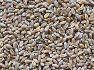 Trigo de alimentación seco, sin olores extraños.
