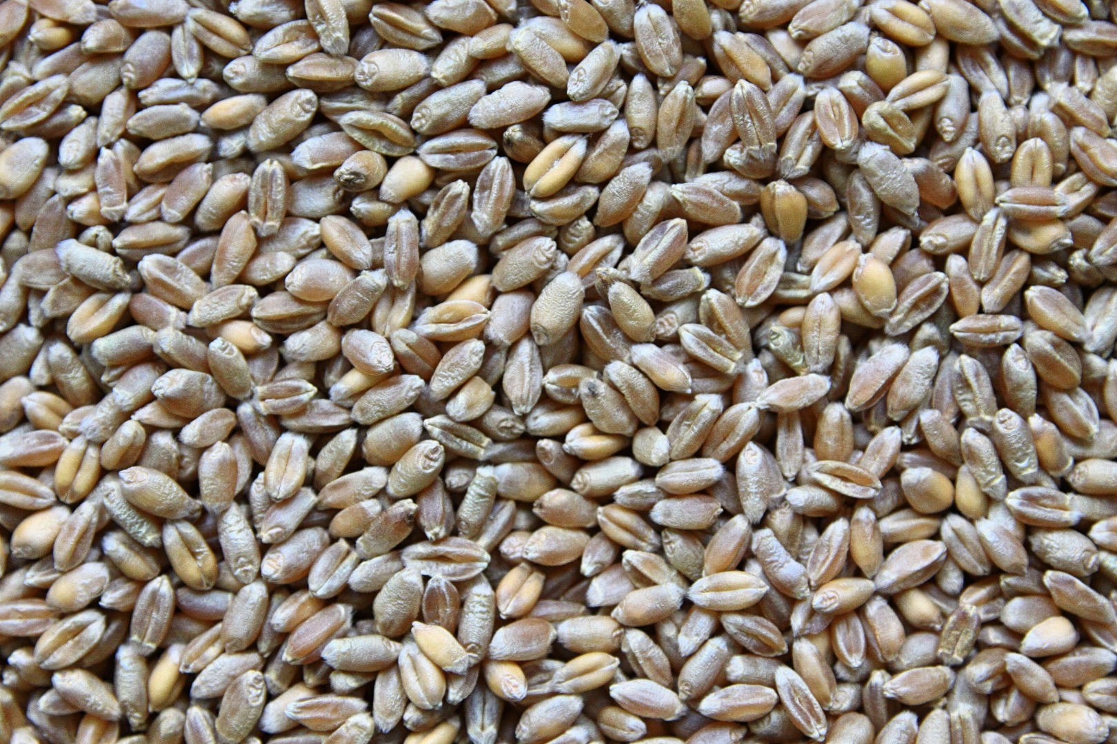 Trigo de alimentación seco, sin olores extraños