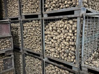 Hola, tengo papas comestibles en venta: - variedad: Lord,