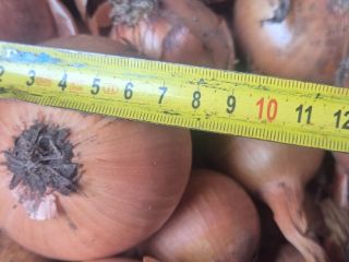 Vendo cebollas Heybelle. Busco cebollas biseladas.