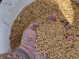 Un grano antiguo y único