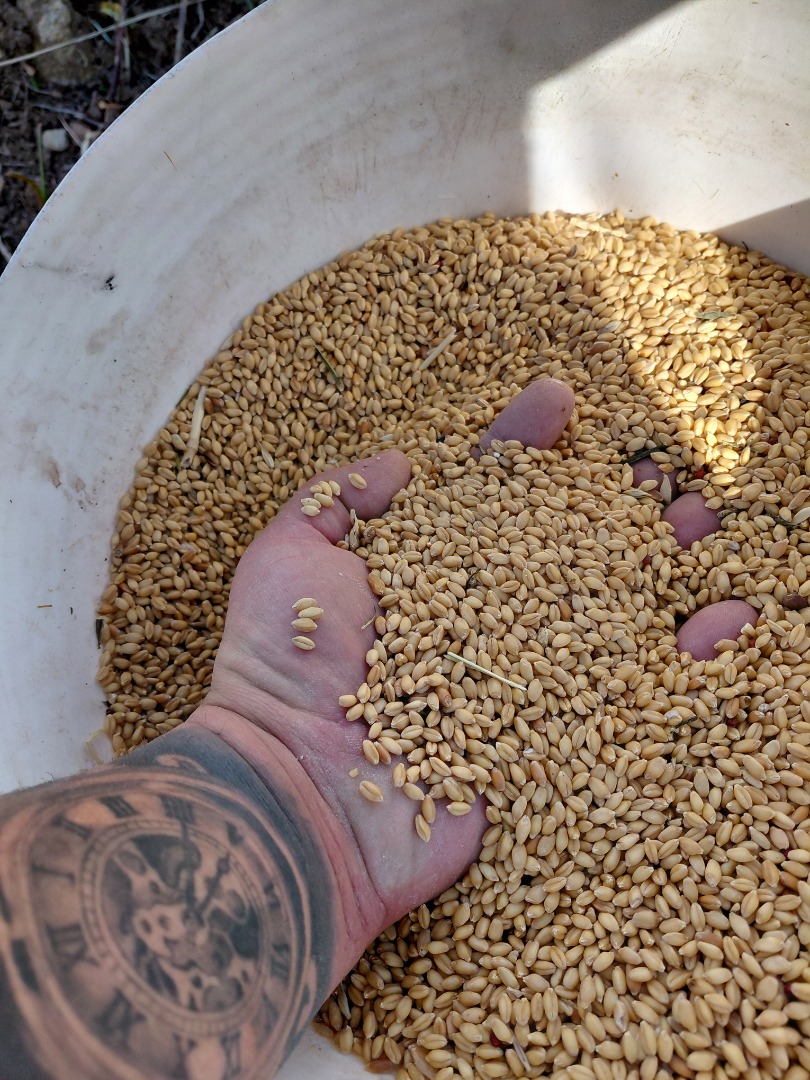 Un grano antiguo y único