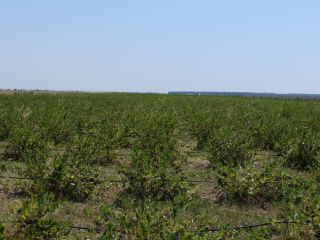 La plantación está ubicada en el condado de Giurgiu.