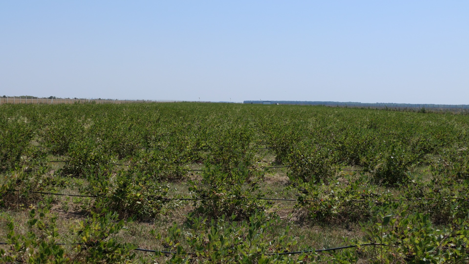 La plantación está ubicada en el condado de Giurgiu
