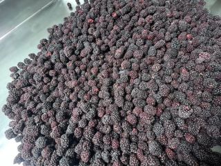 ROKYTNE BERRY es una empresa moderna de procesamiento de