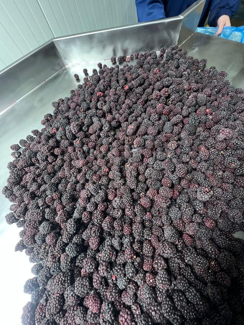 ROKYTNE BERRY es una empresa moderna de procesamiento de fruta