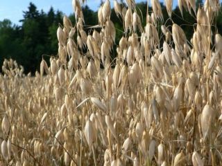 Vendo avena de muy buena calidad. Precio: 700 PLN/tonelada.