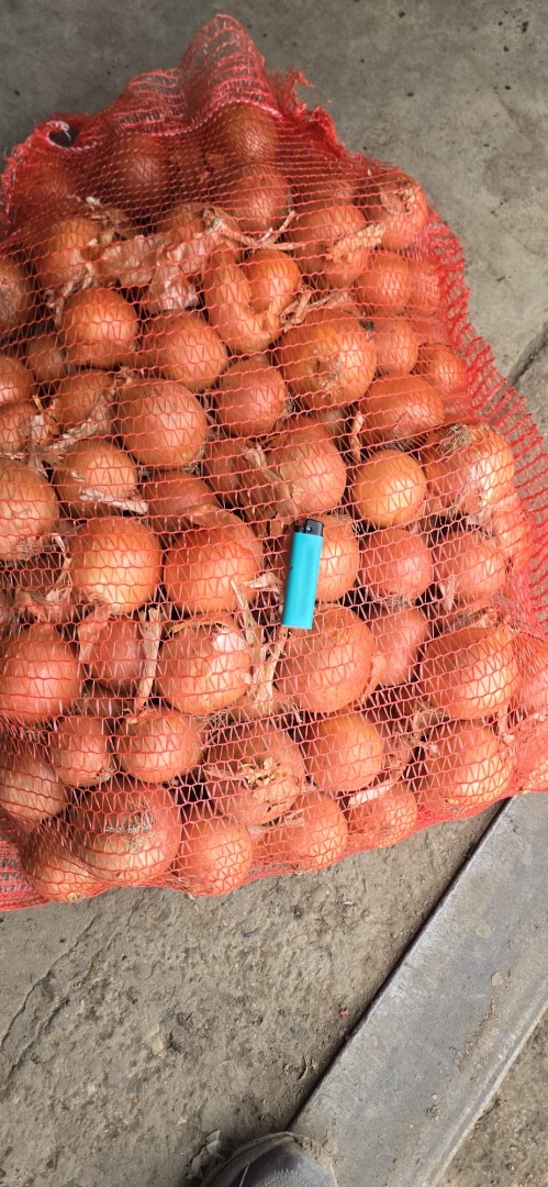 La variedad de cebolla Legend, calibre 50+, se vende en sacos grandes o sacos más pequeños de 10-20 kg