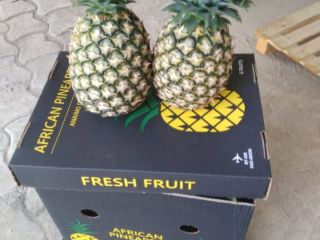Piñas frescas de Benín, variedades Pain de Sucre y