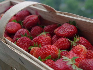 COMPRA DE FRESAS – ¡LE INVITAMOS A COLABORAR! Ofrecemos