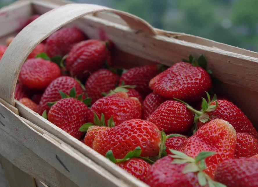 COMPRA DE FRESAS – ¡LE INVITAMOS A COLABORAR! Ofrecemos la compra de fresas Rumba frescas