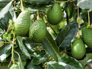 Somos una empresa especializada en la exportación de aguacate