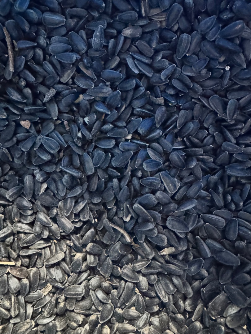 Semillas de girasol negras, finas, limpias, envasadas en sacos de 20 kg o sacos grandes