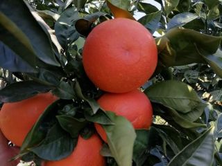Gallo Tarocco naranjas, rojo