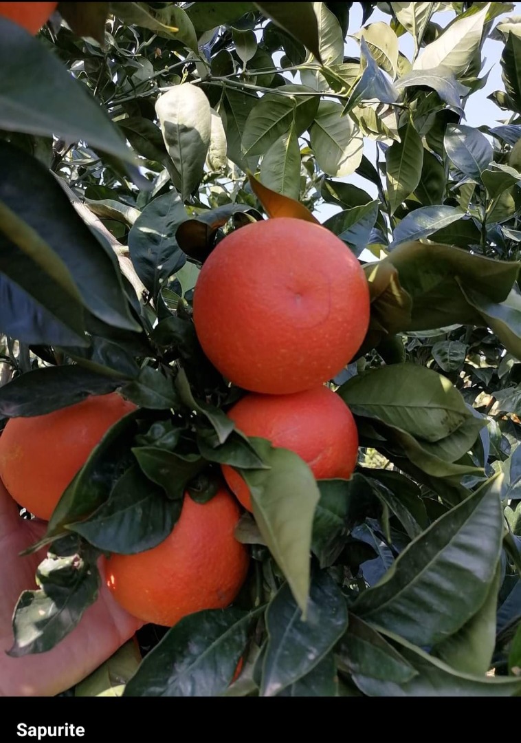 Gallo Tarocco naranjas, rojo