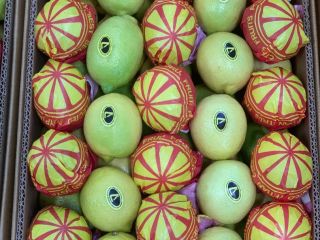 Nos complace ofrecer limones egipcios frescos (lima Key Lime)