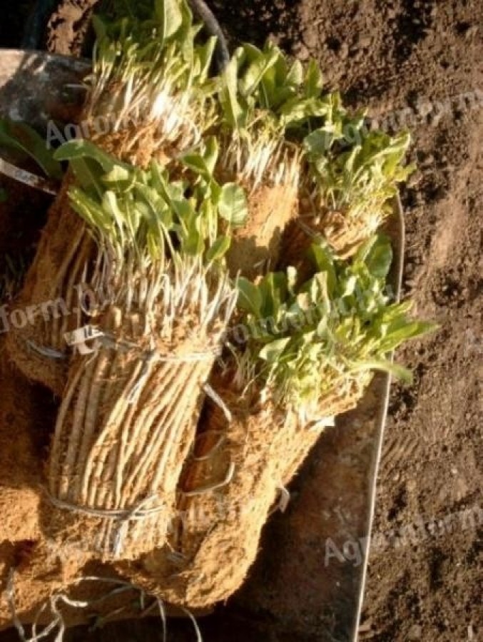 ¡PEDIDO DE ESQUEJES DE CABALLO! Listos para plantar inmediatamente (germinados o enraizados)