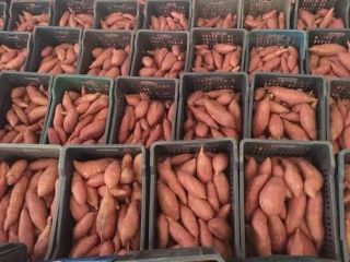 Batatas frescas de primera calidad procedentes de Egipto. De