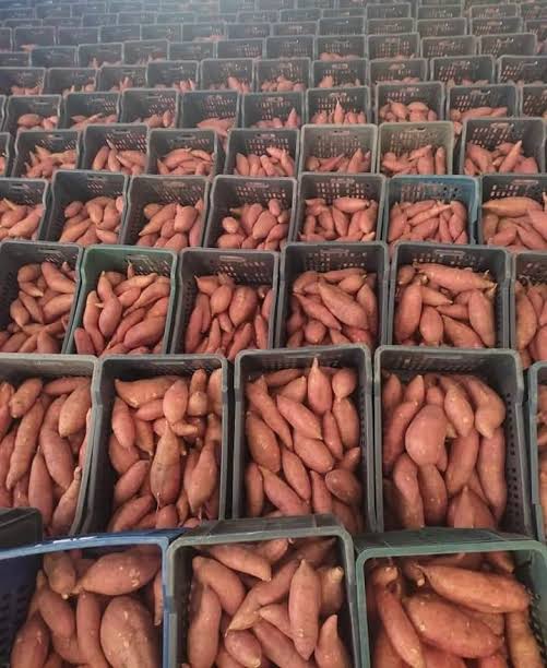 Batatas frescas de primera calidad procedentes de Egipto